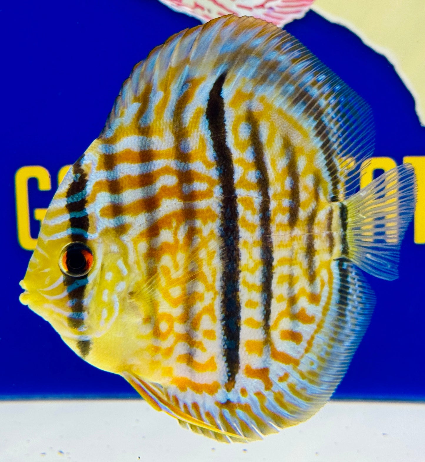 Blue Turquoise Heckel Cross Discus 4.5-5"
