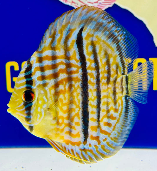 Blue Turquoise Heckel Cross Discus 4.5-5"
