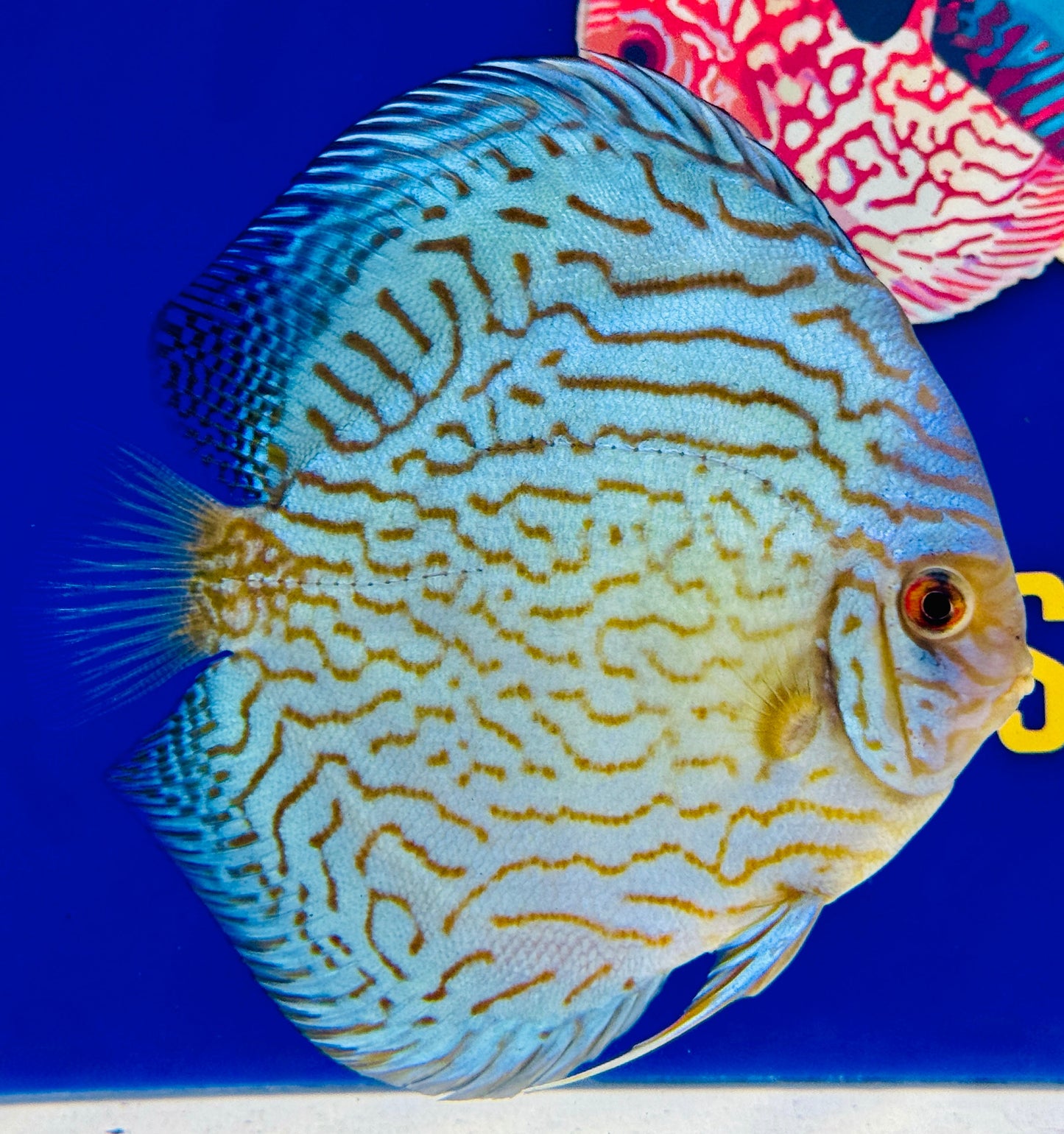 Giant Floral Premium Discus 6-6.5” (WYSIWYG)