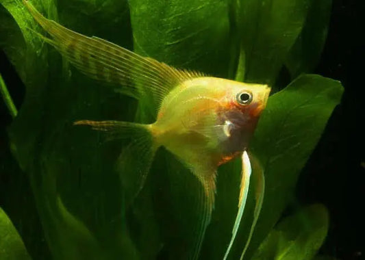 Gold Veiltail Angelfish