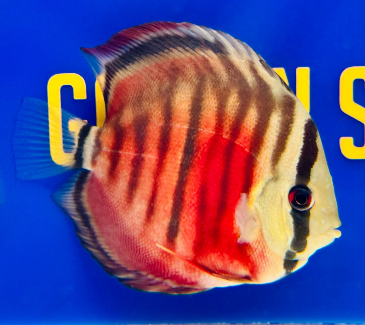 Ica Red Solid KL Discus 4.5-5"