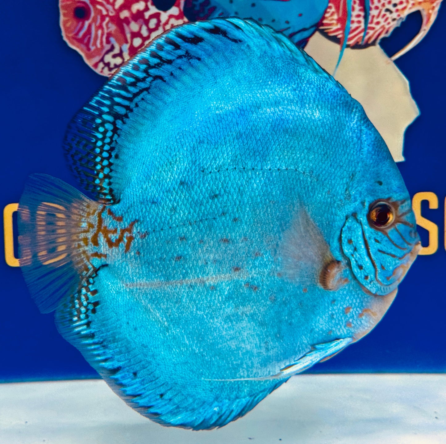 Reflection Deep Discus Jumbo Premium 6.5-7"