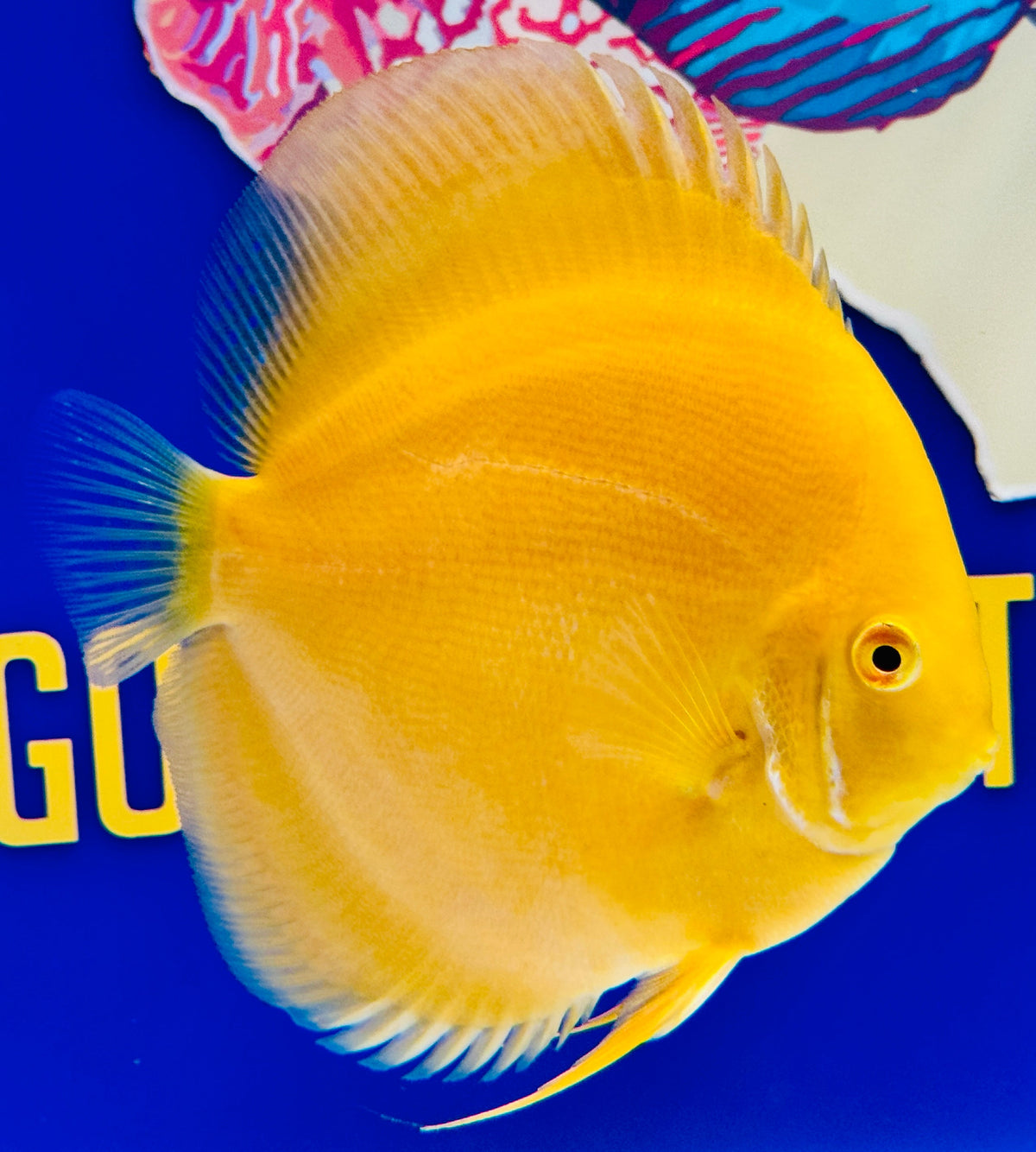 Albino Pearl Diamond Discus 5-5.5"