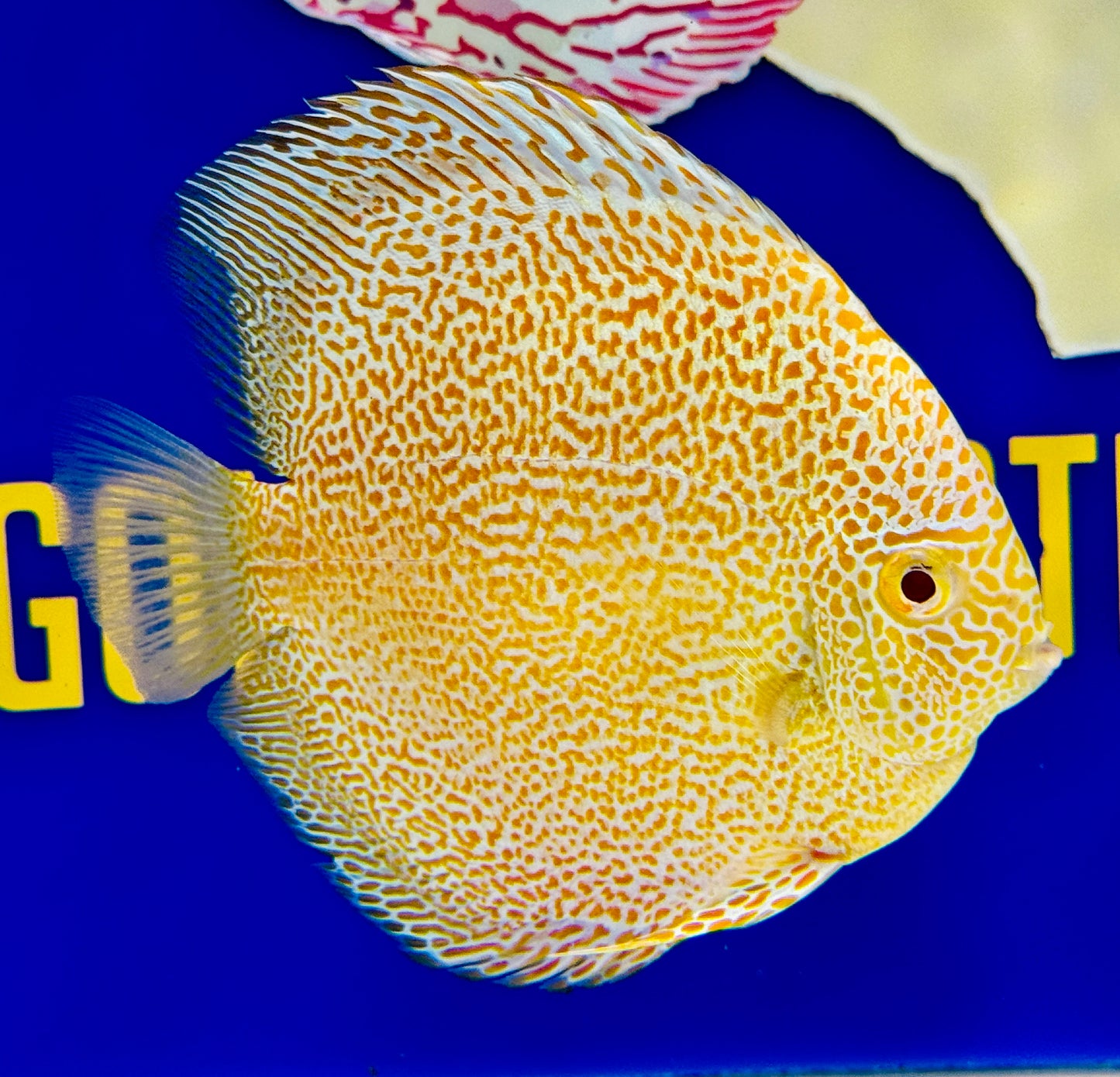 Albino Panthera Discus 4.5-5"