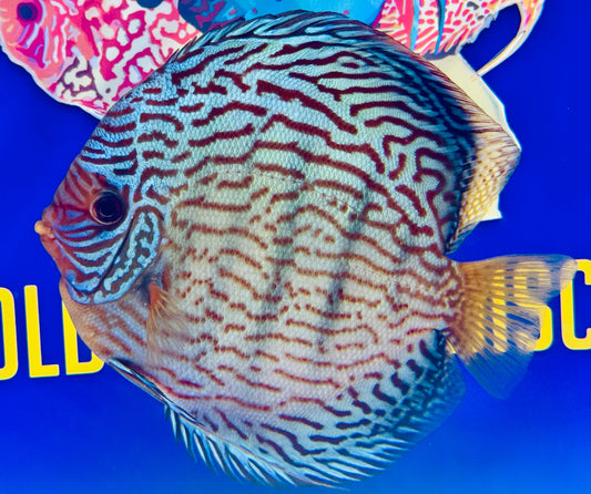 Altum Carnation Jumbo Premium Discus 6.5-7"