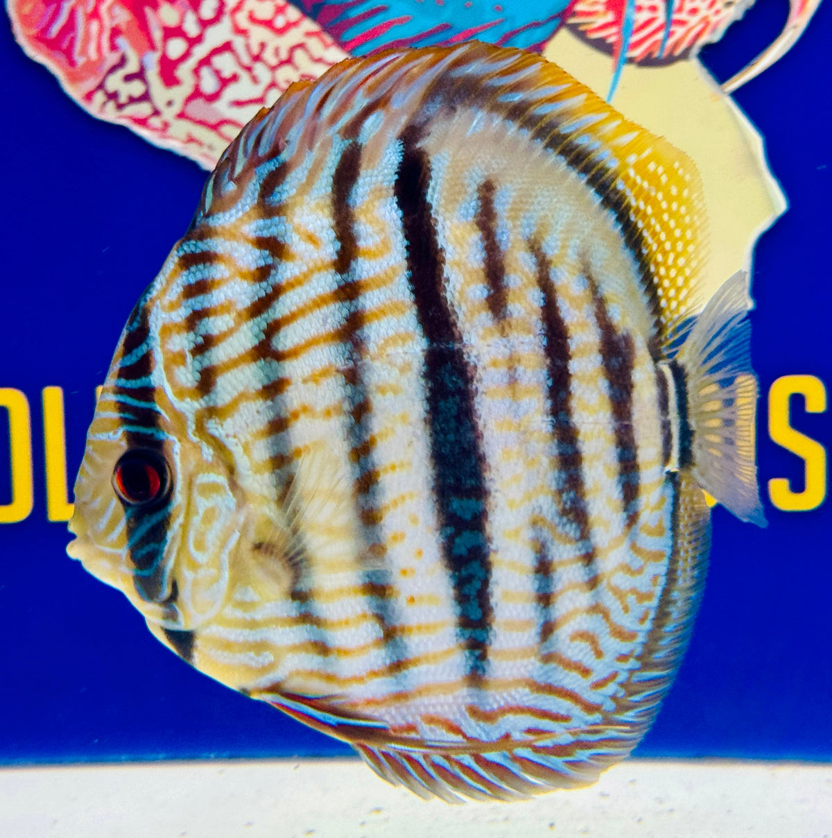 Blue Moon Heckle Cross Premium Kl Discus 6-6.5"