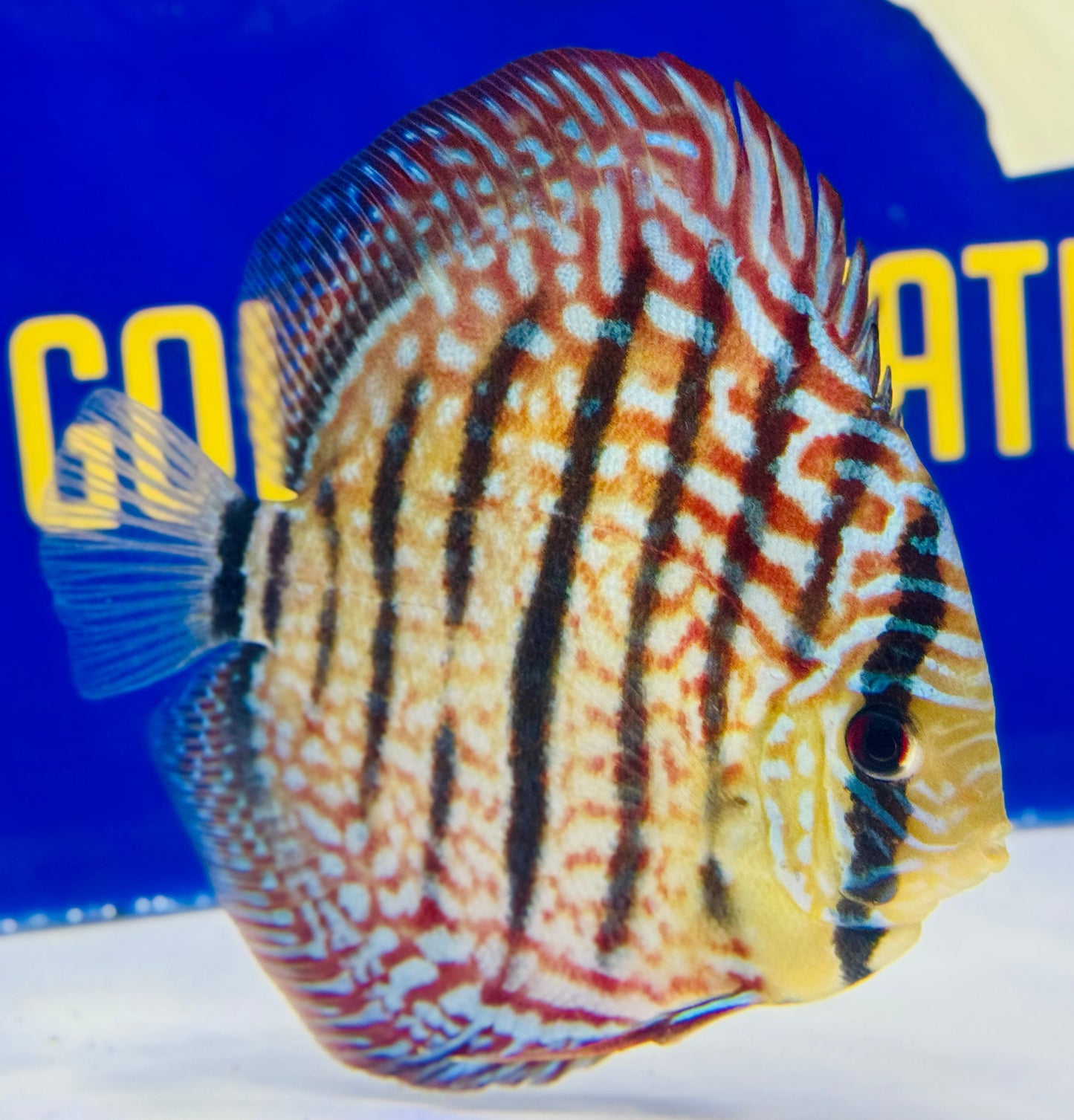Royal Turquoise Heckel Cross Discus 5-5.5"