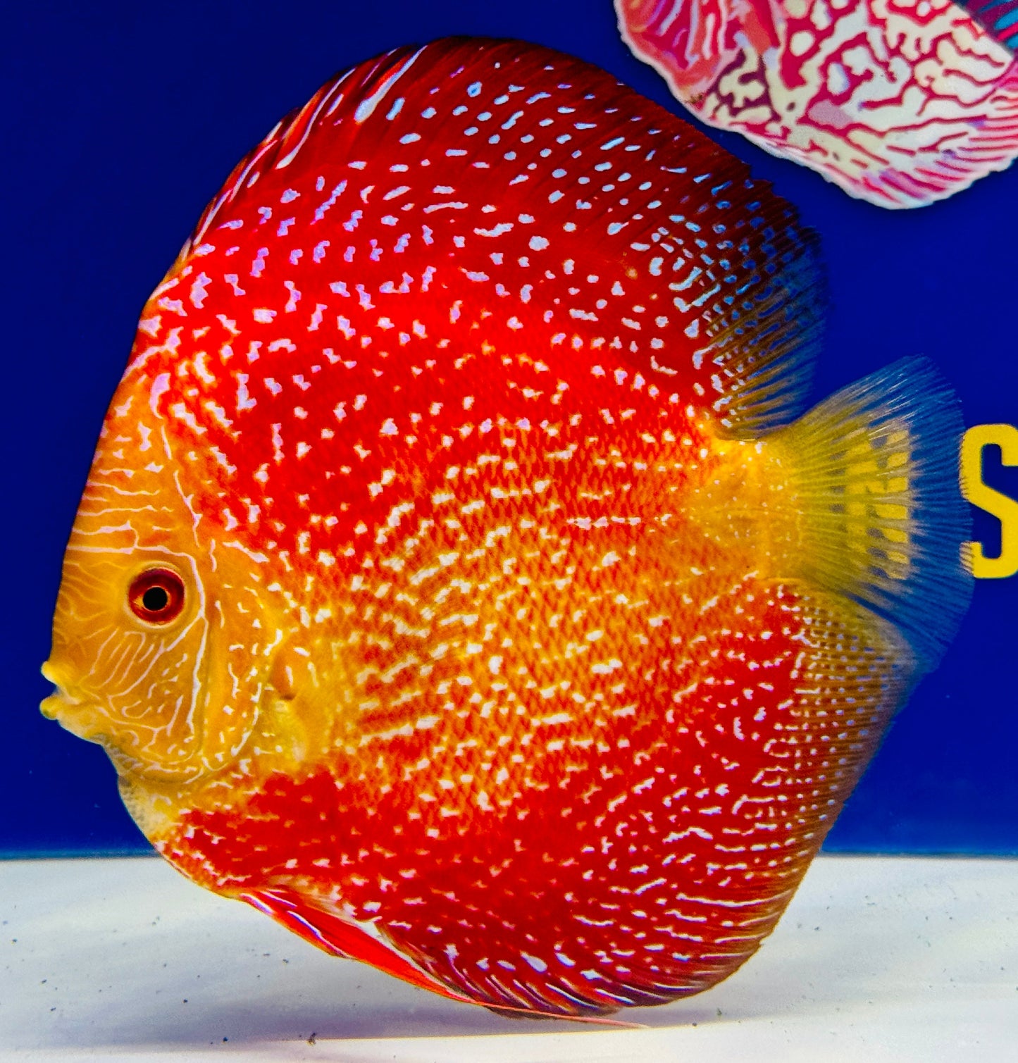 Pigeon Scarlet Snake Jumbo Premium Discus 6.5-7"