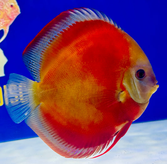 Red Cover Discus Premium 6-6.5” (WYSIWYG)