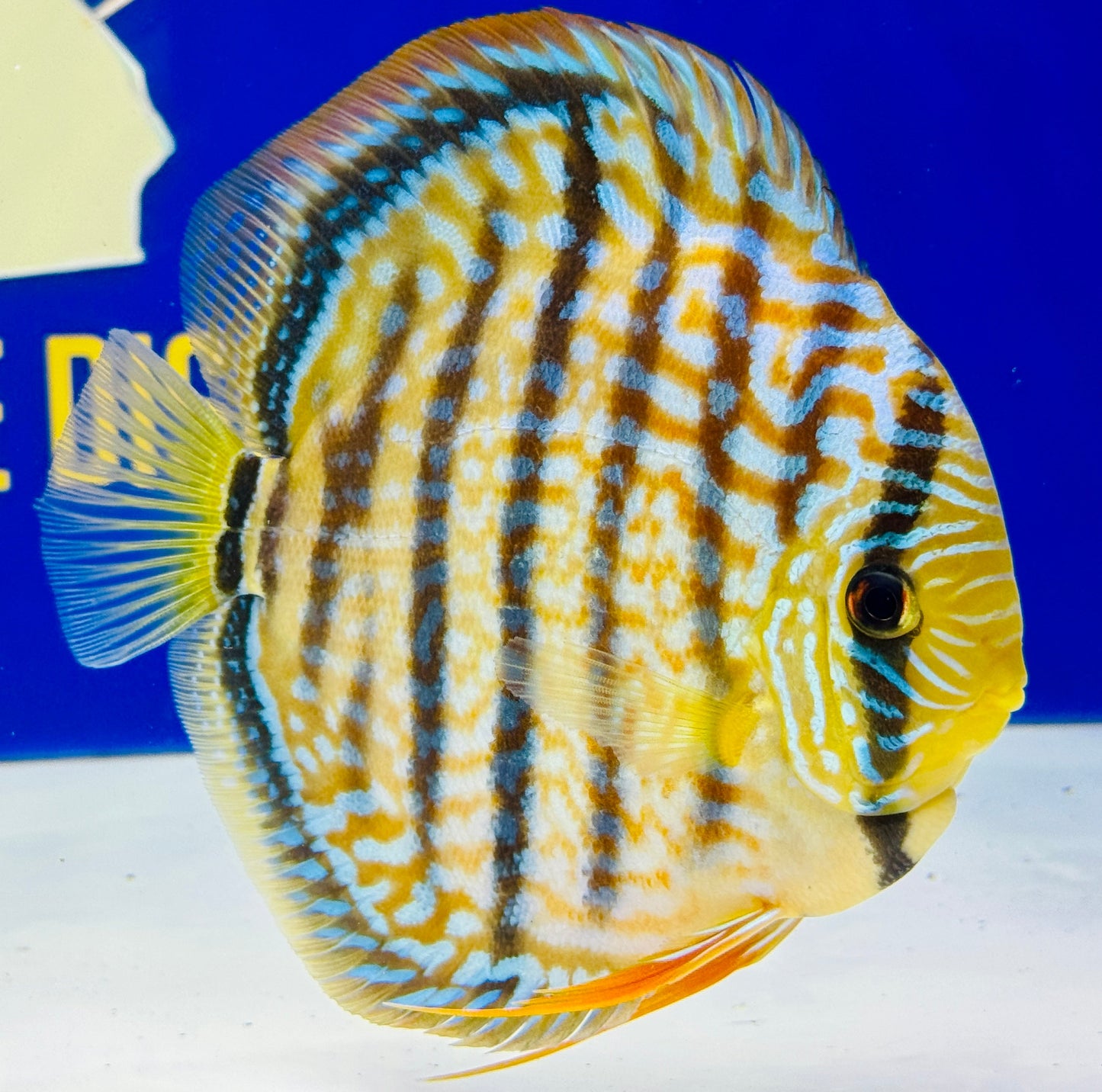 Blue Turquoise Heckel Cross Premium Discus 6-6.5"