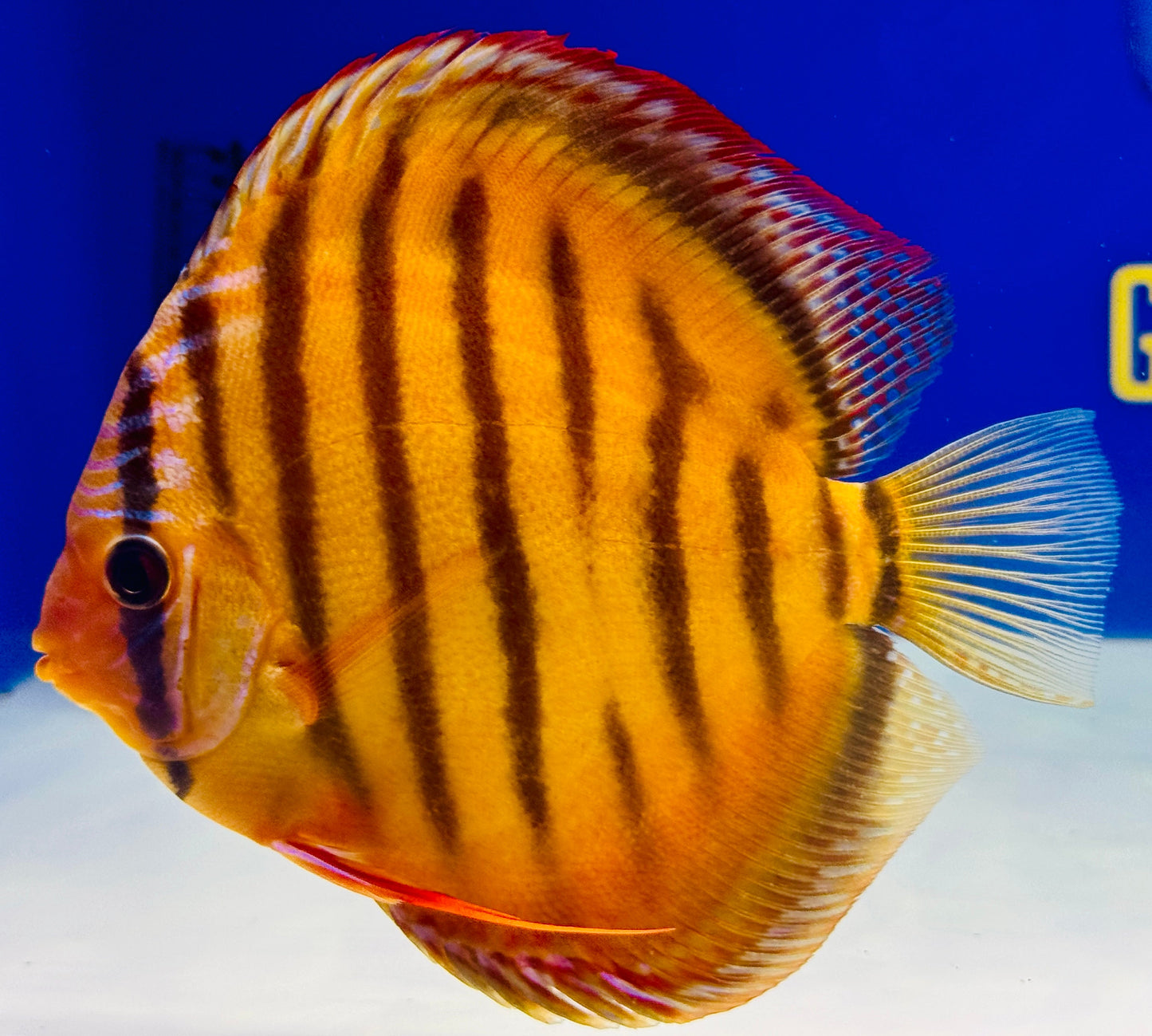 Red Catana KL Discus 5-5.5"