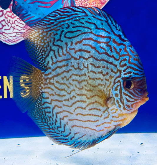 Altum Carnation Jumbo Premium Discus 6.5-7"