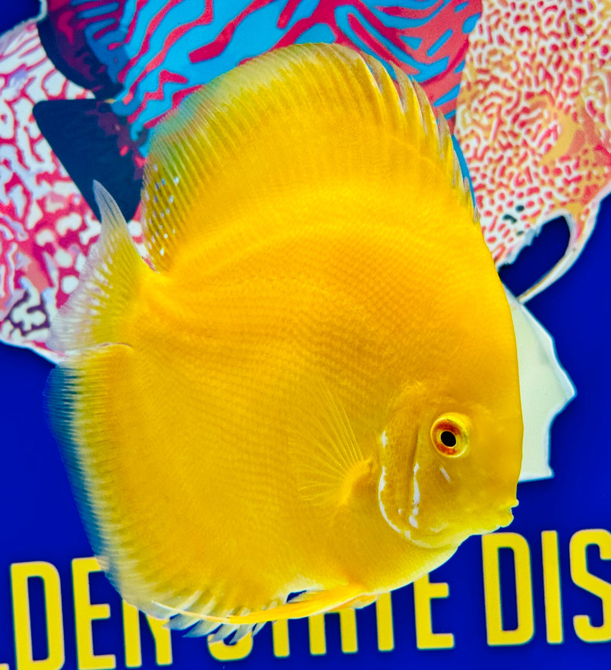 Albino Pearl Diamond Discus 5-5.5"