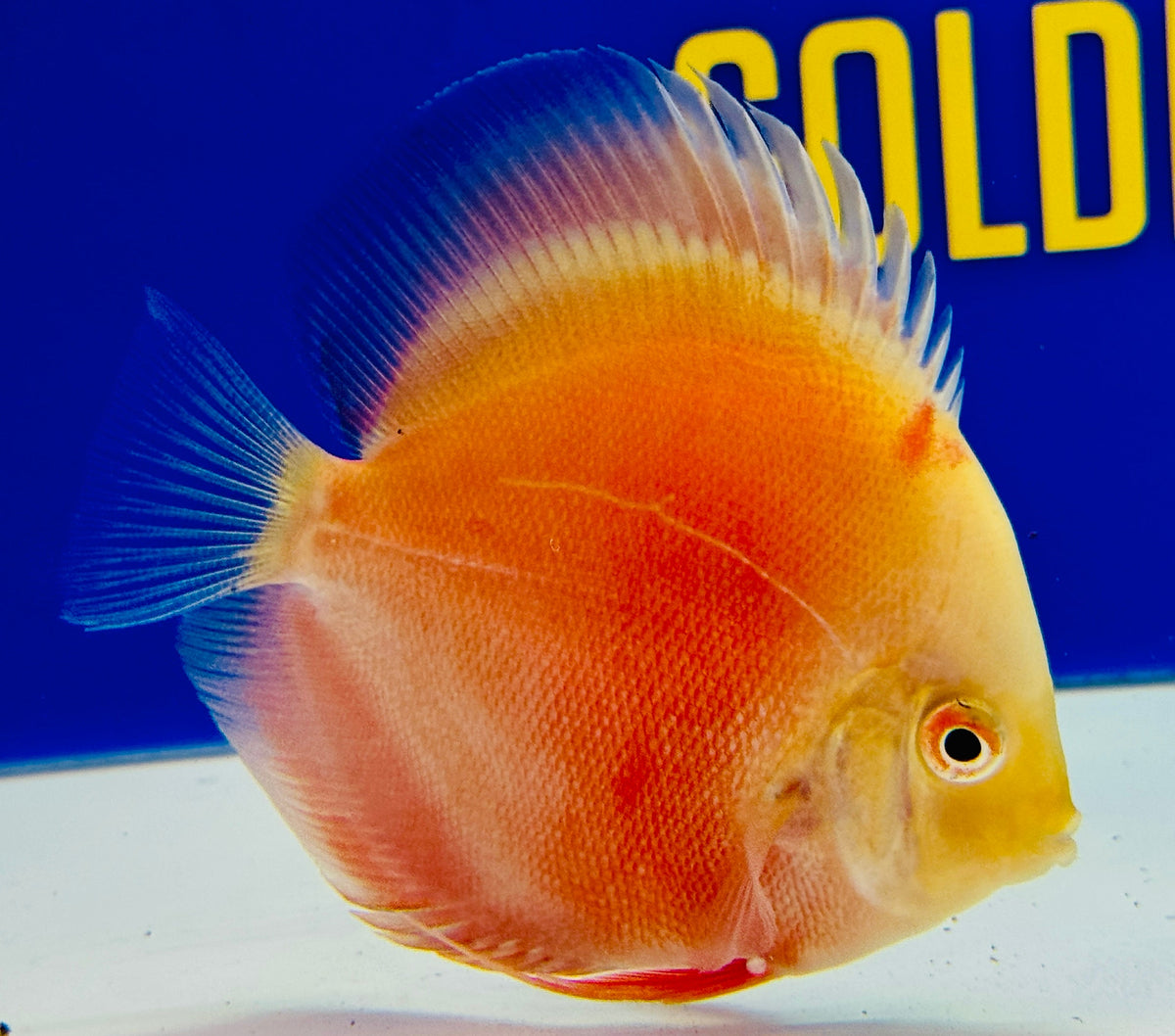 Red White Discus 4-4.5"
