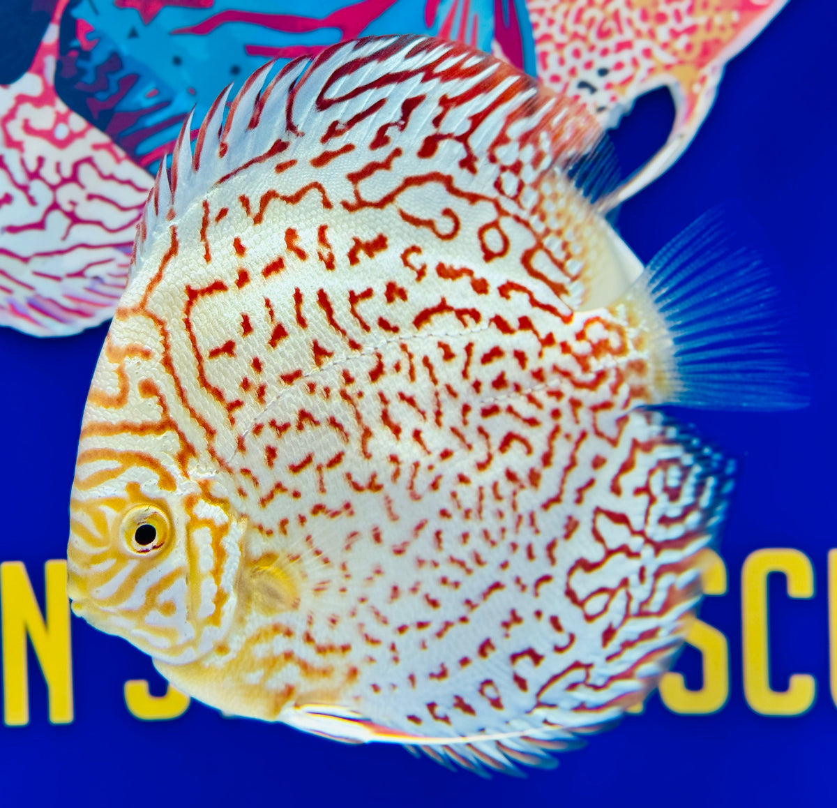 Albino Leopard Discus 5-5.5"