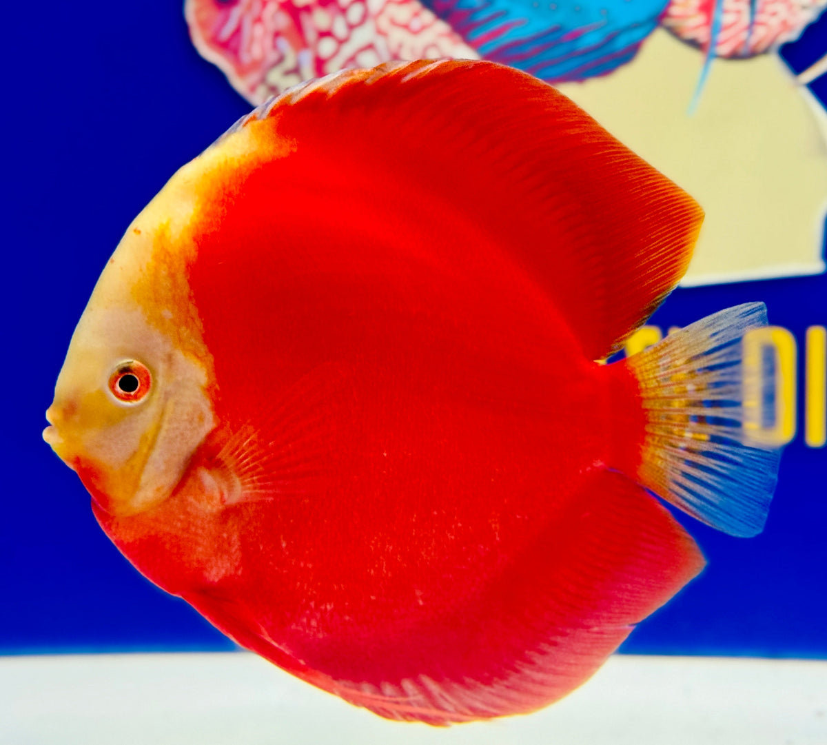 Red White Jumbo Premium Discus 6.5-7"