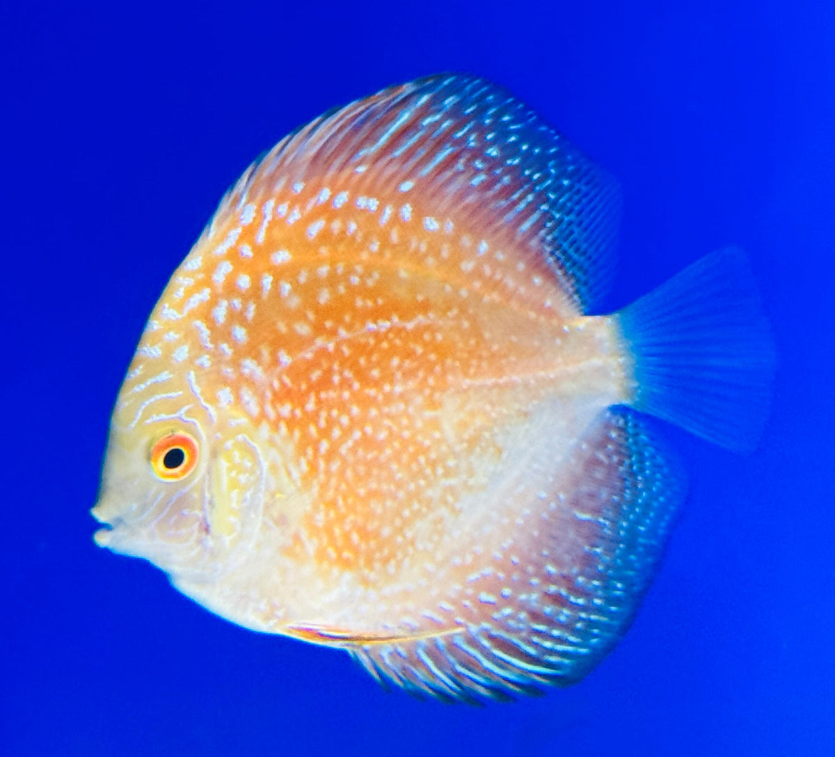 Pigeon Scarlet Snake Discus 3-3.5"