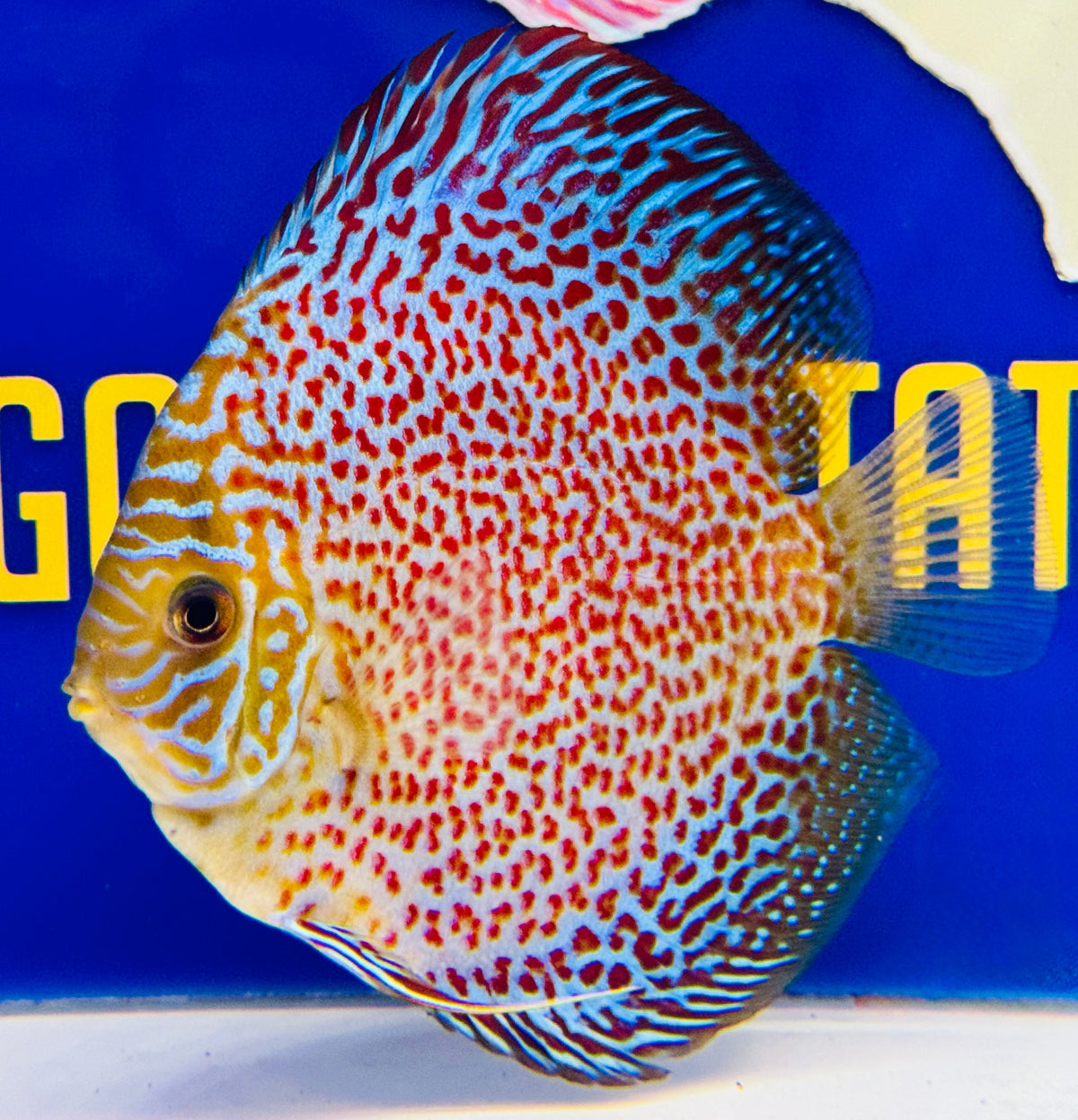 Leopard Discus 5-5.5"