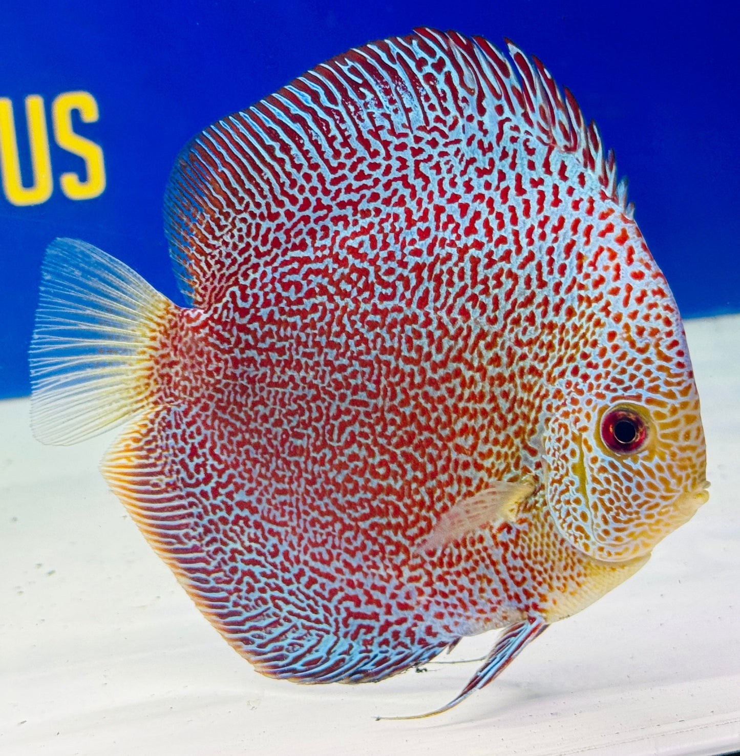 Panthera Discus 5-5.5"