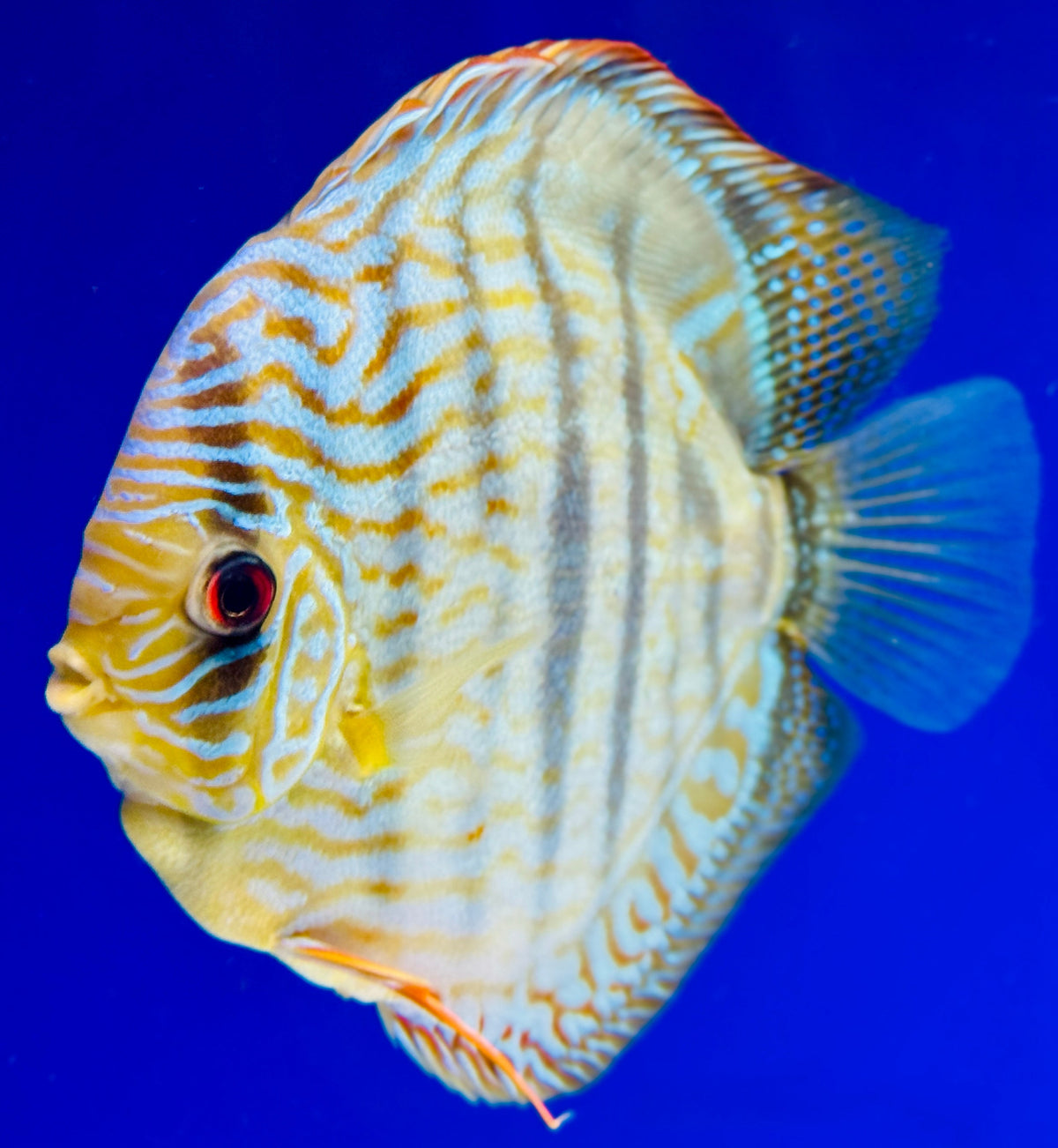 Blue Turquoise Heckel Cross Jumbo Premium Discus 6.5-7"