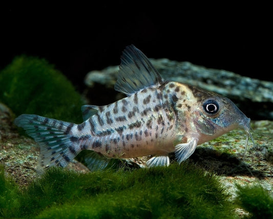 Punctatus Corydora