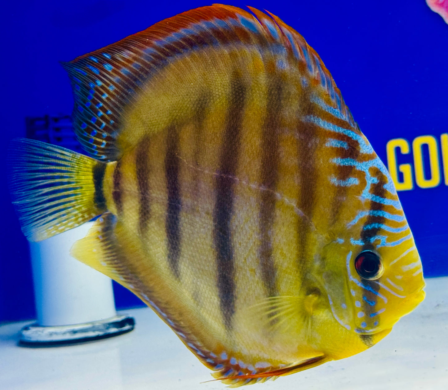 Wild Cross Yellow Paraconi Premium Discus 6.5-7.5” (WYSIWYG)