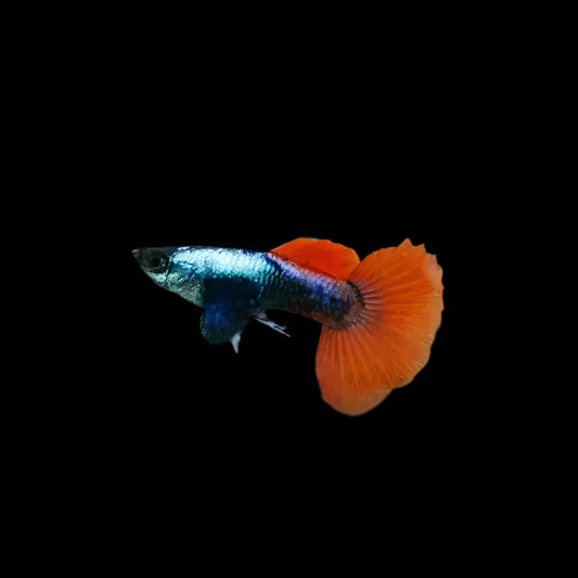 Silver Tuxedo Redtail Dumbo Male Guppy