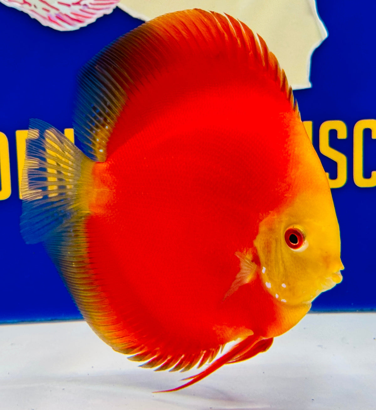 Melon Discus 5-5.5"
