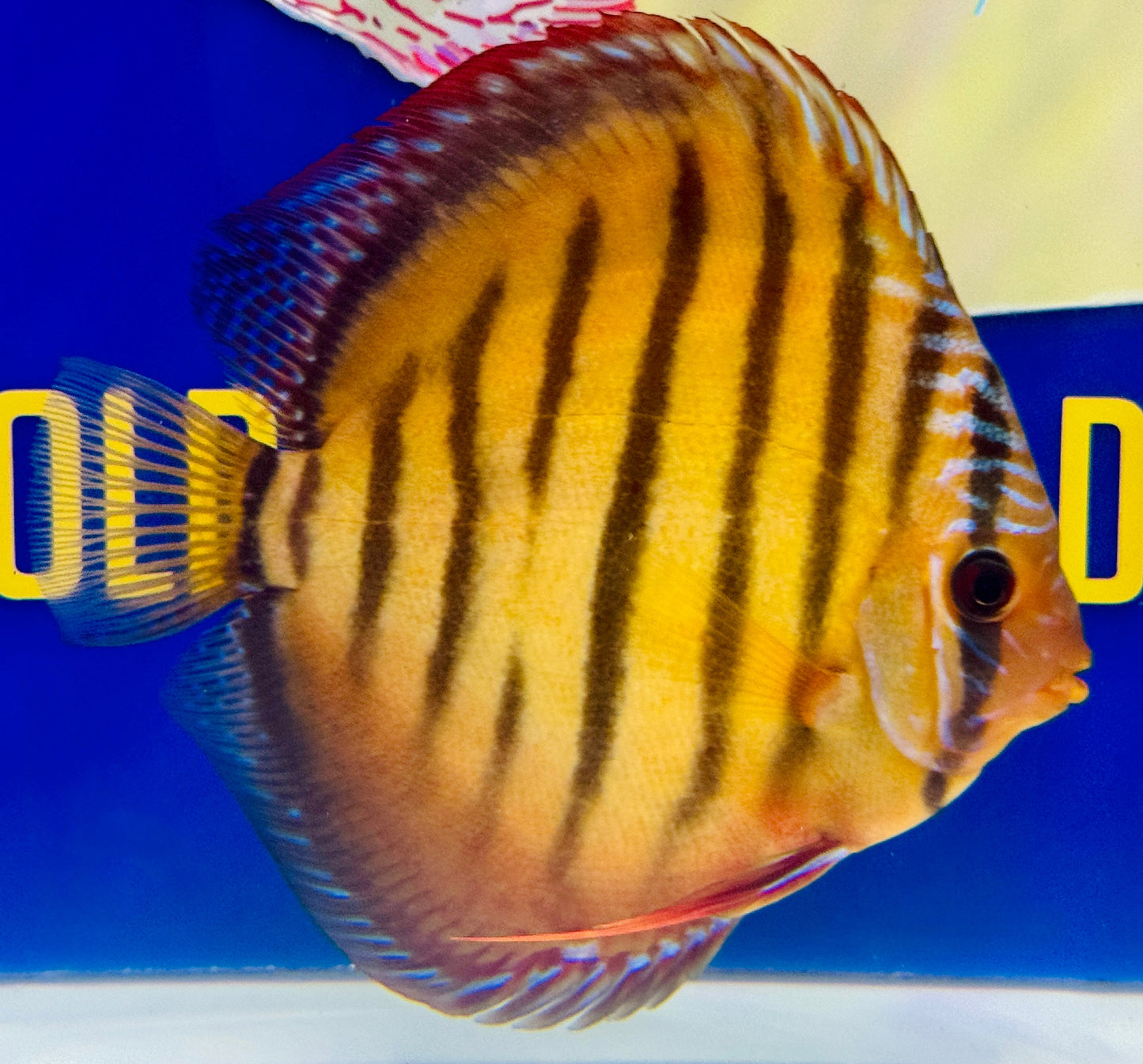 Red Catana KL Discus 5-5.5"