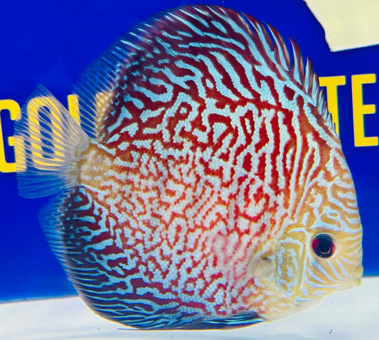Indiana Tiger Discus 5-5.5"