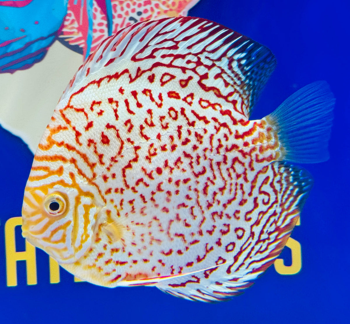 Albino Leopard Discus 5-5.5"