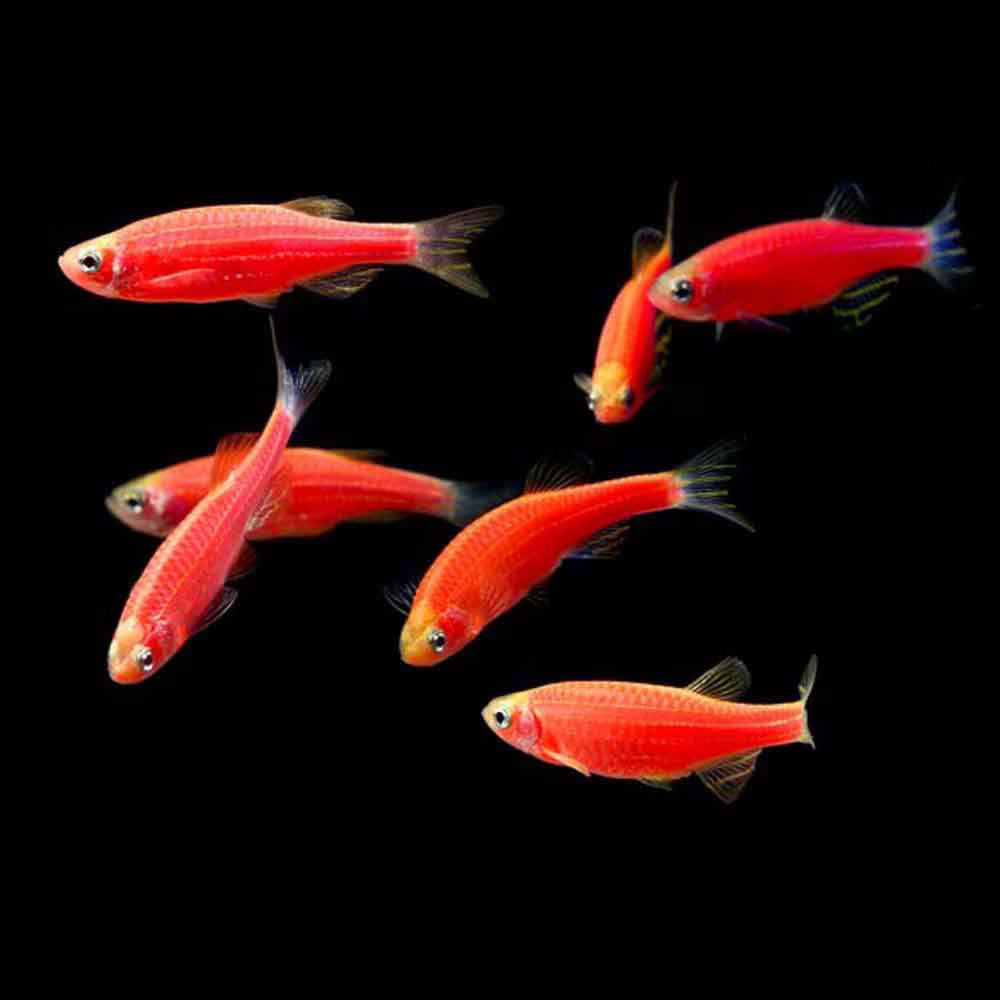 Starfire Red Glo Danio