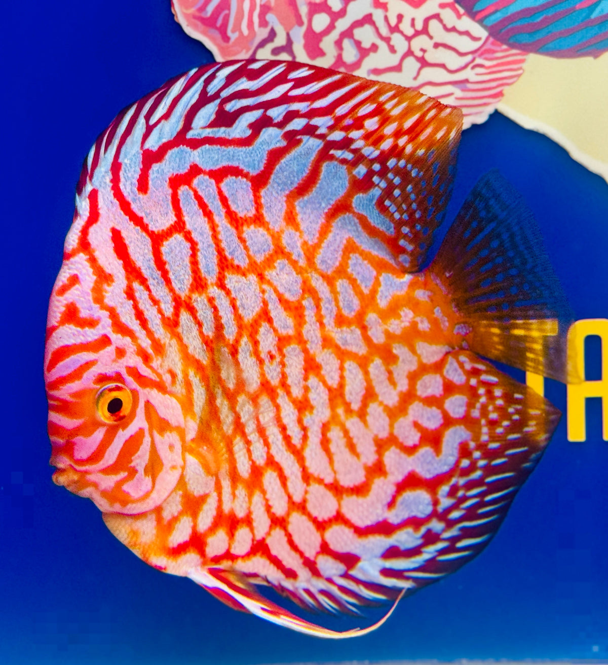 Majestic Pigeon Checkerboard Discus 5-5.5"