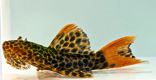 Redtail Sternella Pleco L-114
