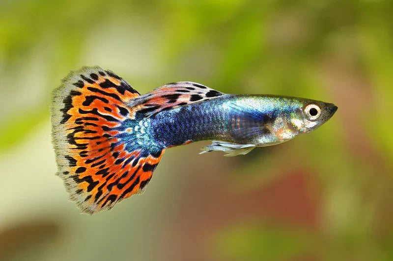Tuxedo Cobra Guppy