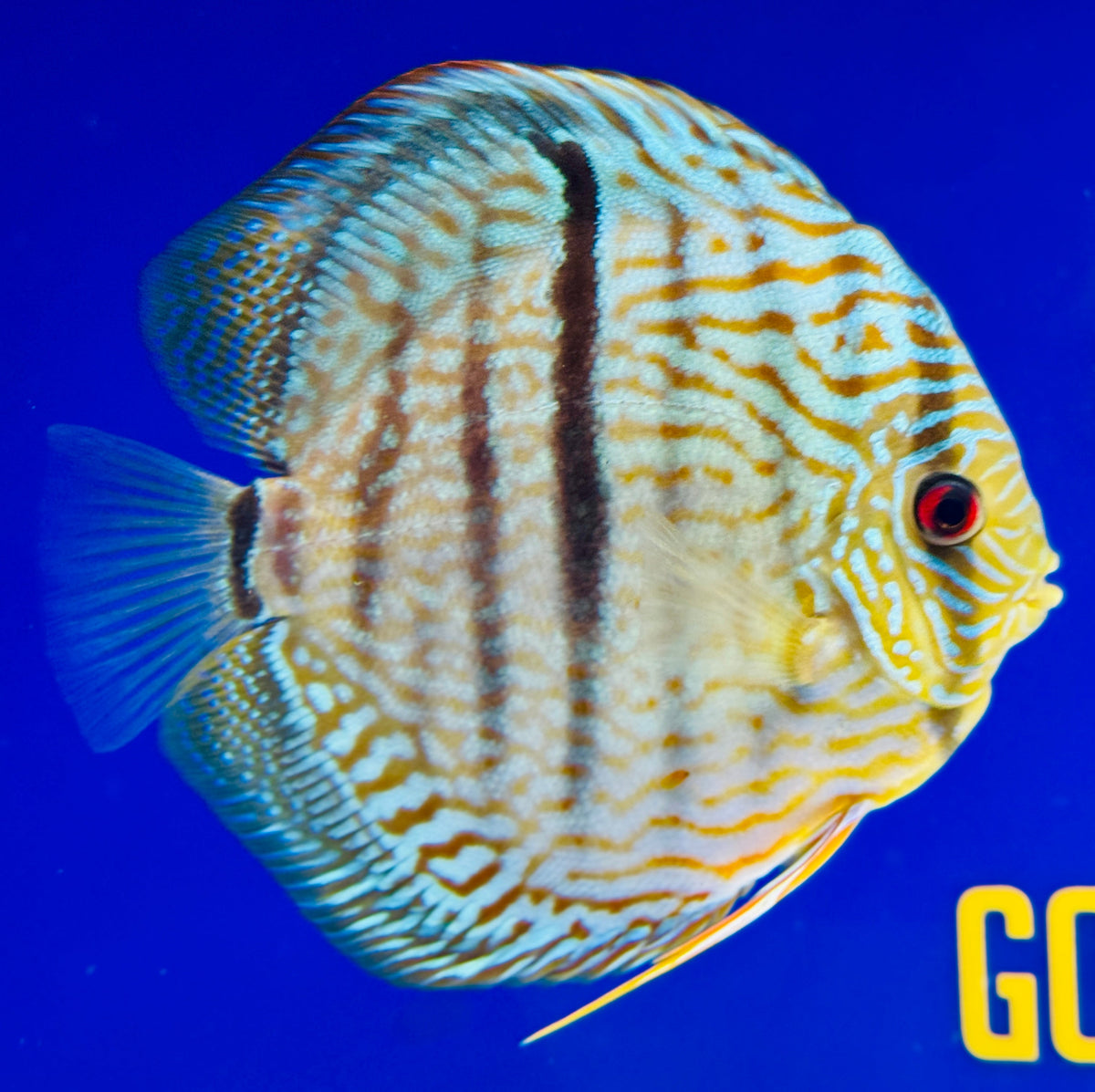 Blue Turquoise Heckel Cross Jumbo Premium Discus 6.5-7"