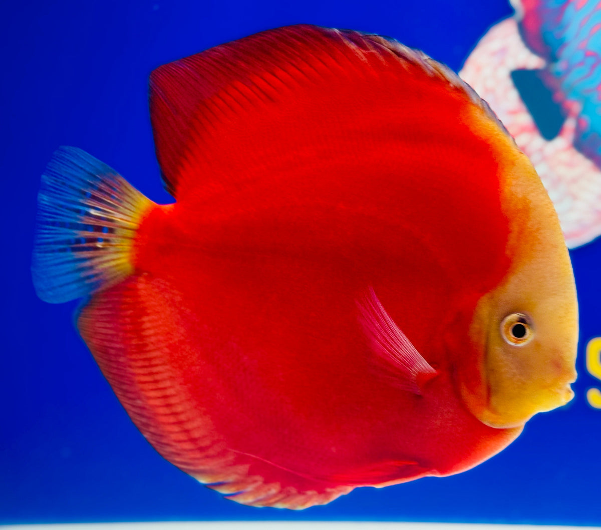 Red White Jumbo Premium Discus 6.5-7"