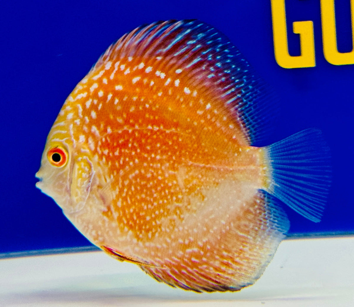 Pigeon Scarlet Snake Discus 3-3.5"