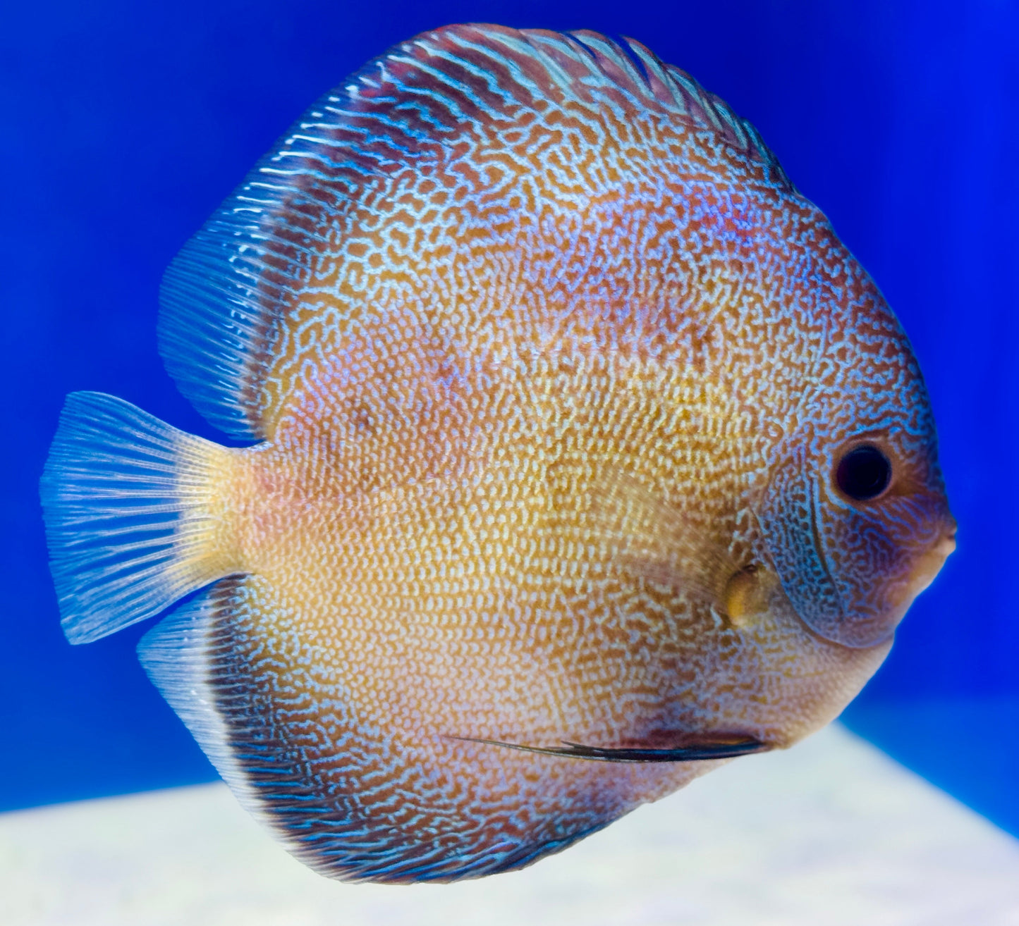 Dragon Snakeskin Premium Discus 6-6.5"