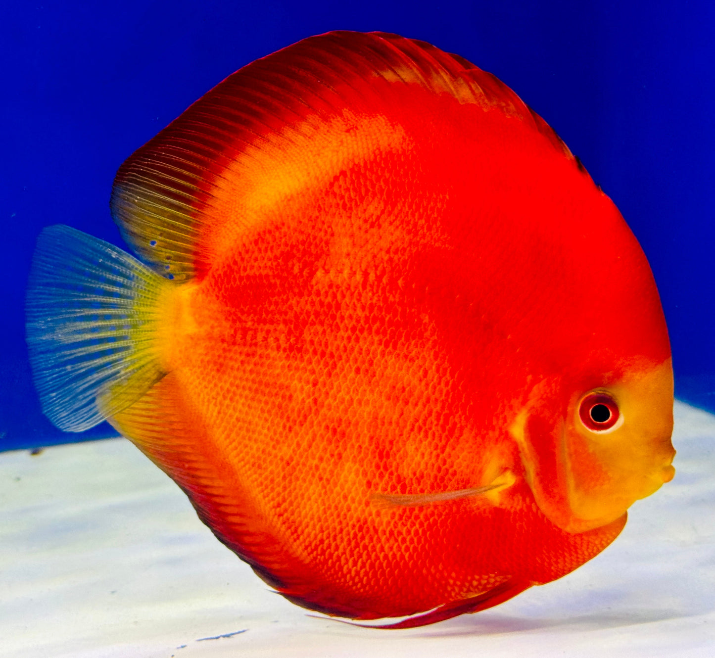 Melon Premium Discus 6-6.5” (WYSIWYG)