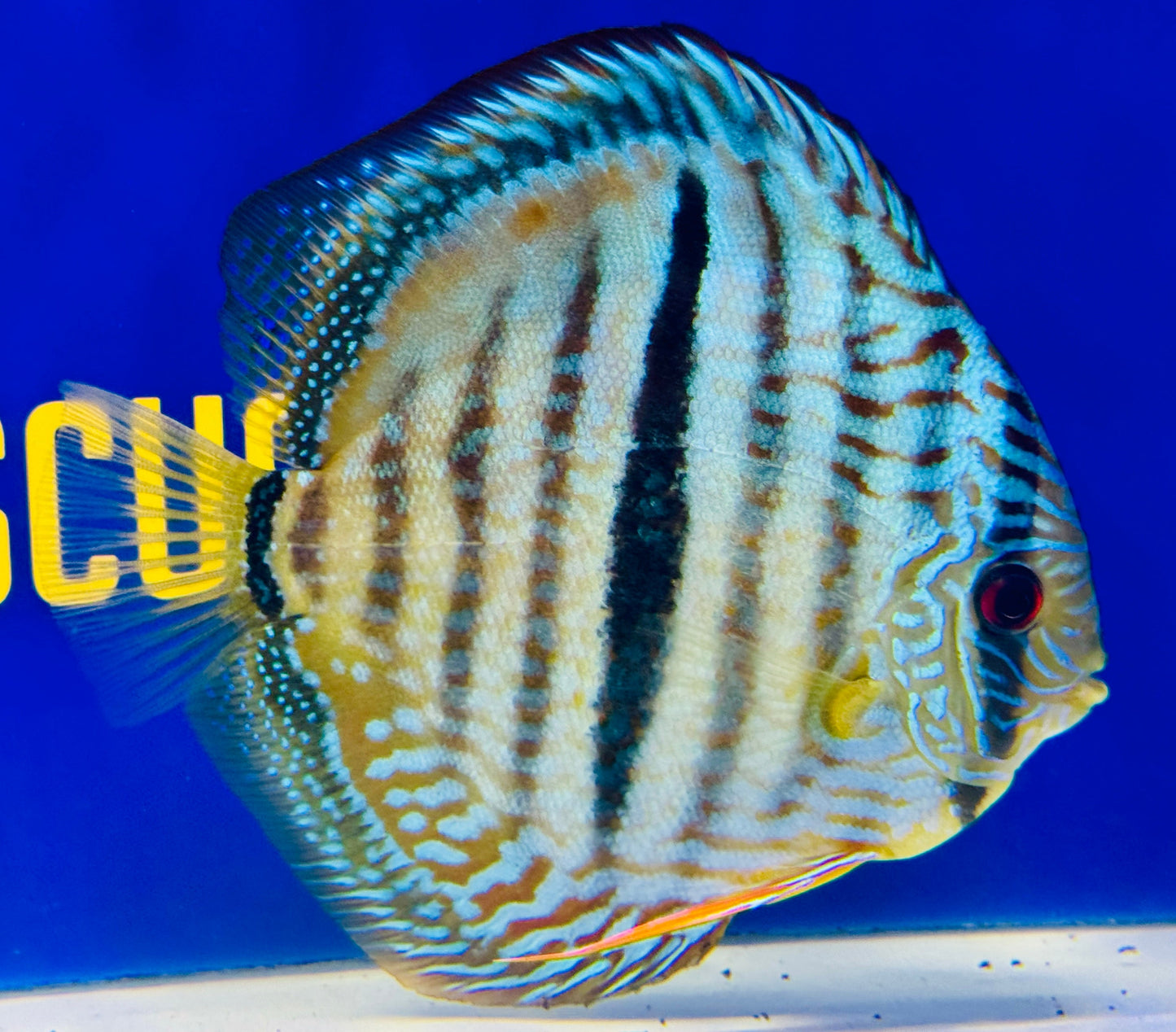 Blue Turquoise Heckel Cross Premium Discus 6-6.5” (WYSIWYG)