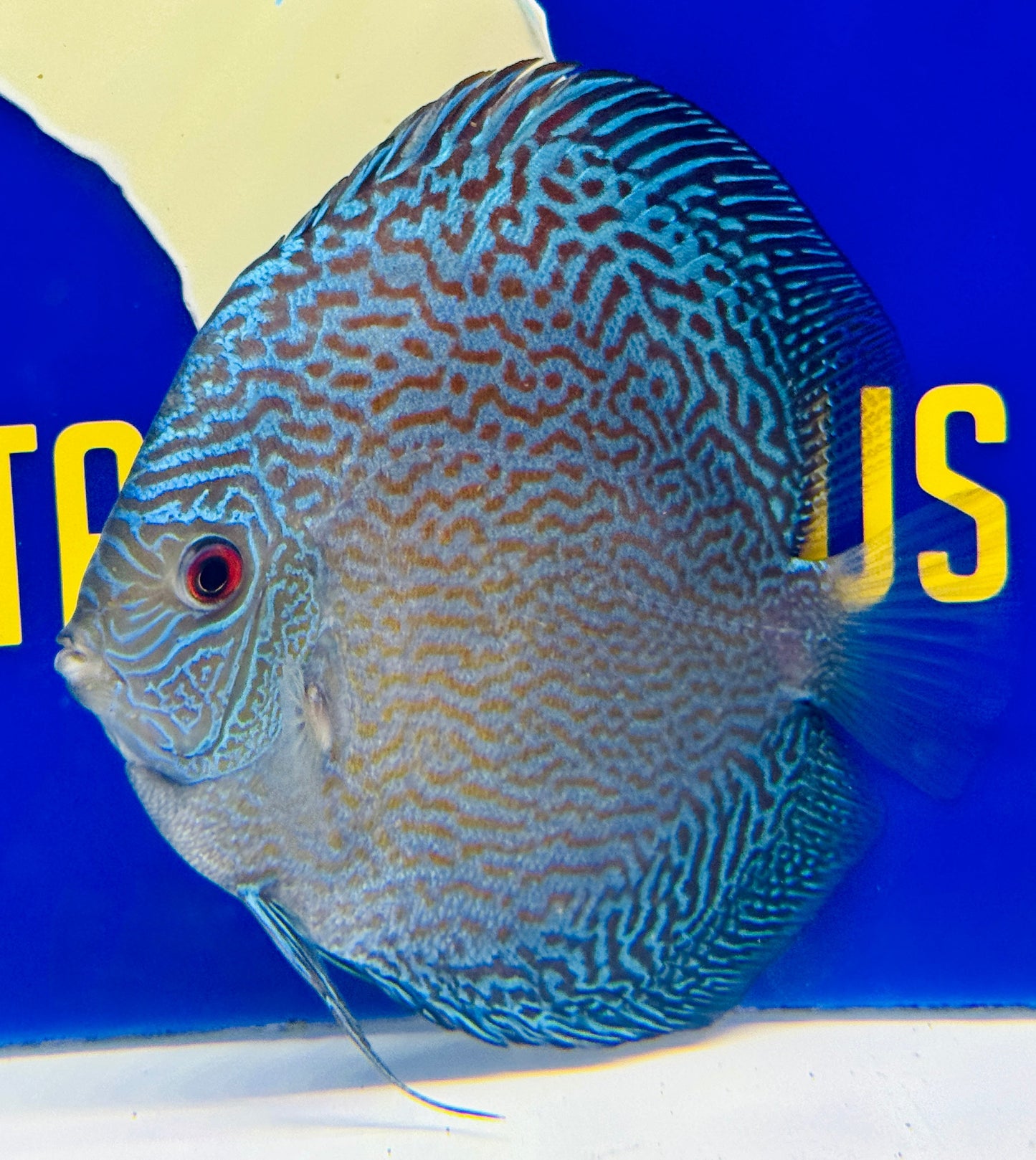 Blue Snakeskin Discus 5-5.5"