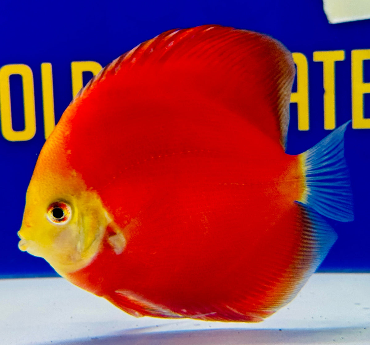 Red Golden Diamond Discus 4.5-5"