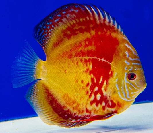 Wild Cross Discus 5-5.5"