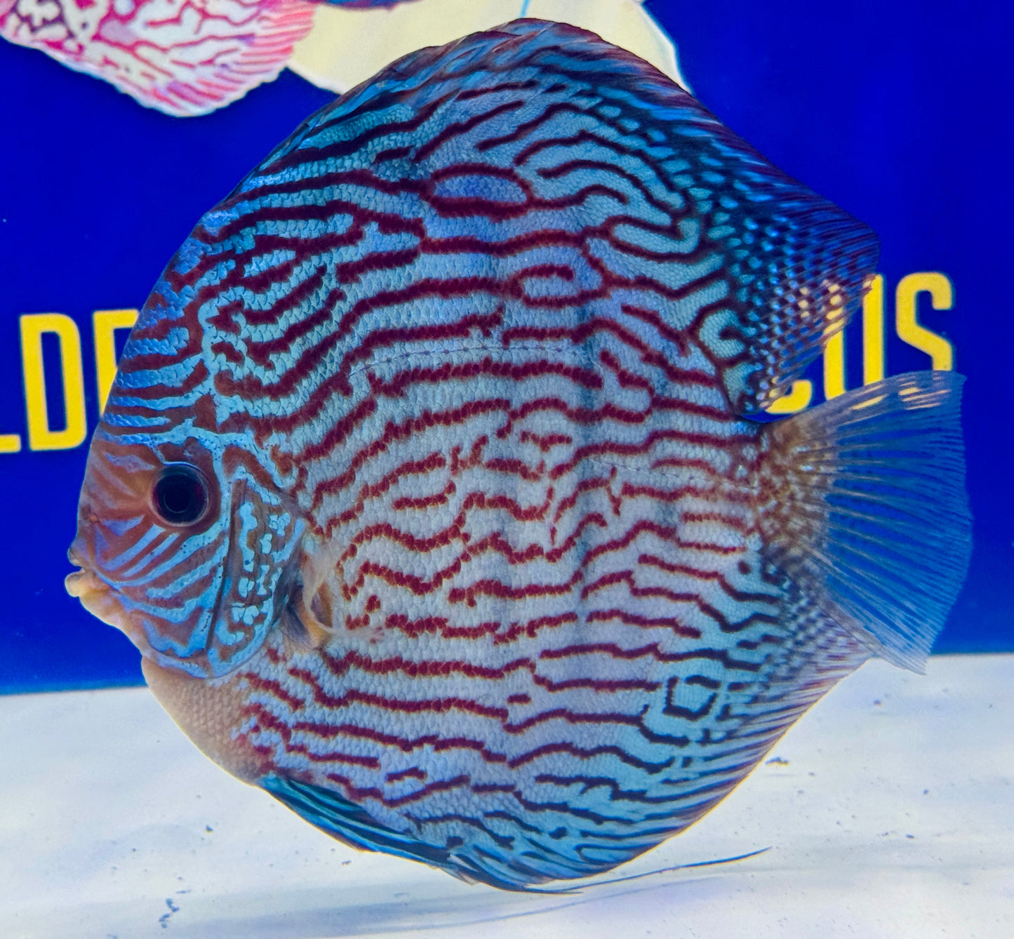 Altum Carnation Jumbo Premium Discus 6.5-7"