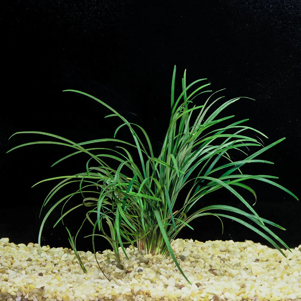 Mondo Grass