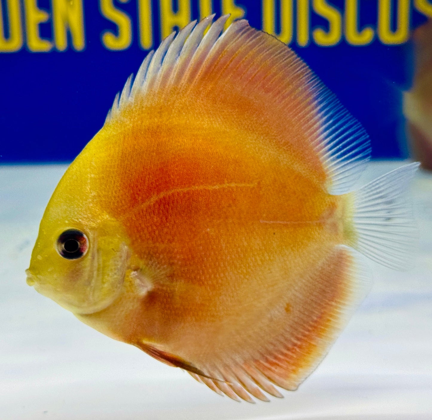 Red Cover Discus 3-3.5"