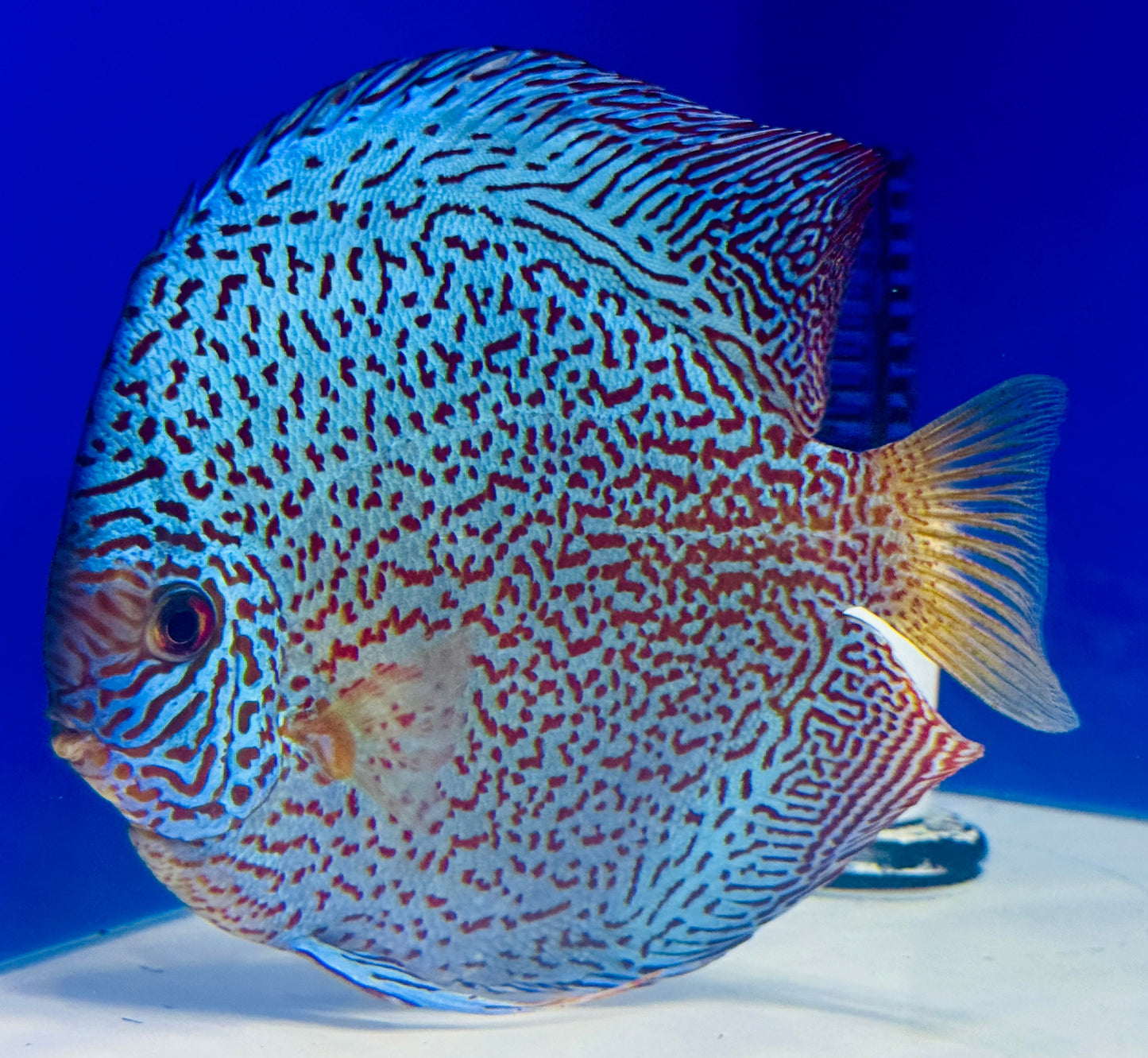 Viper King Jumbo Premium Discus (WYSIWYG)