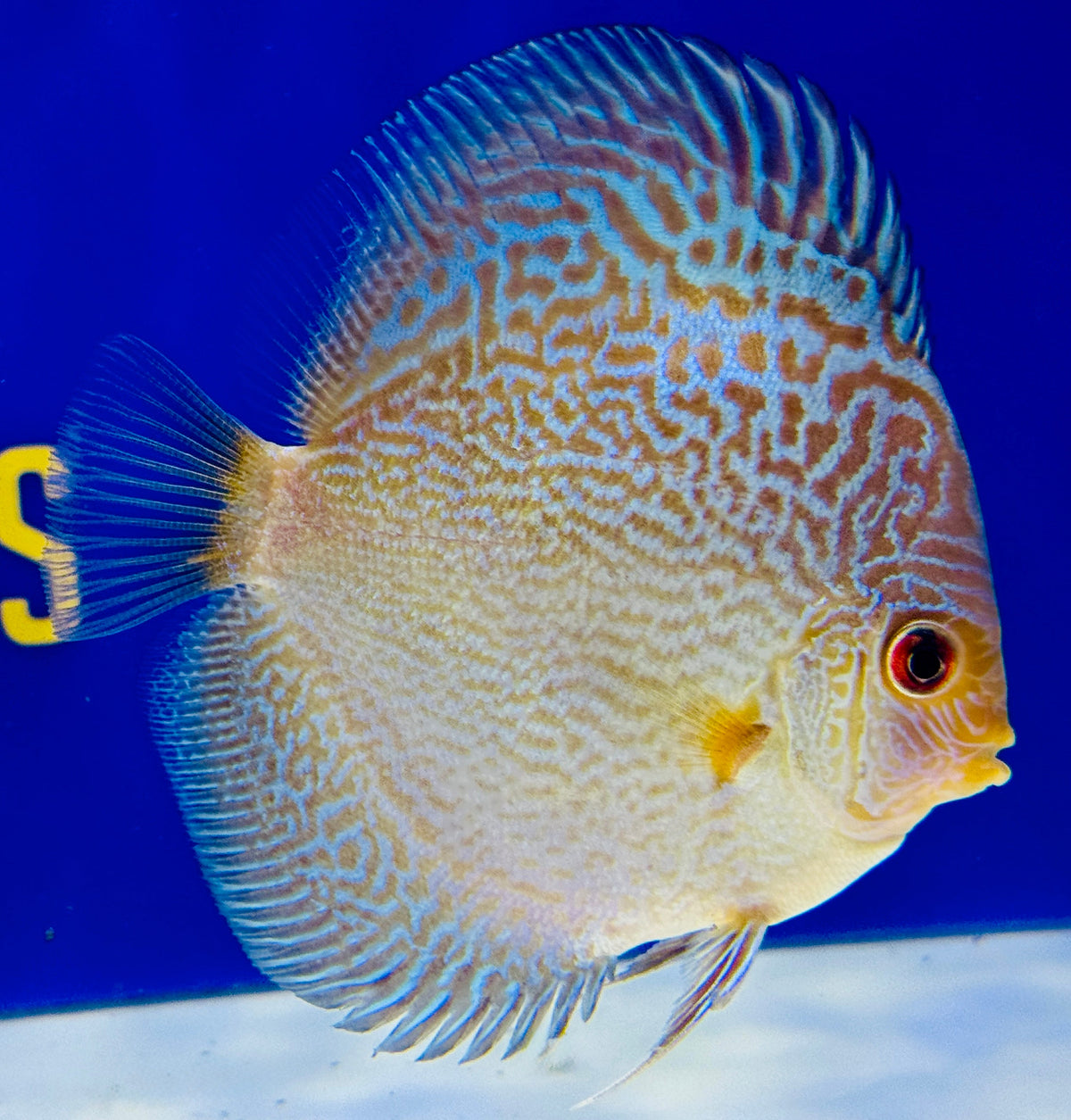 Blue Snakeskin Discus 4-4.5"