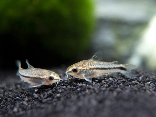 Pygmy Corydoras Catfish